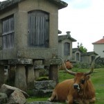 Impressie Noord Portugal - koeien